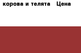 корова и телята › Цена ­ 40 000 - Челябинская обл., Еткульский р-н, Еманжелинка с. Животные и растения » Другие животные   . Челябинская обл.